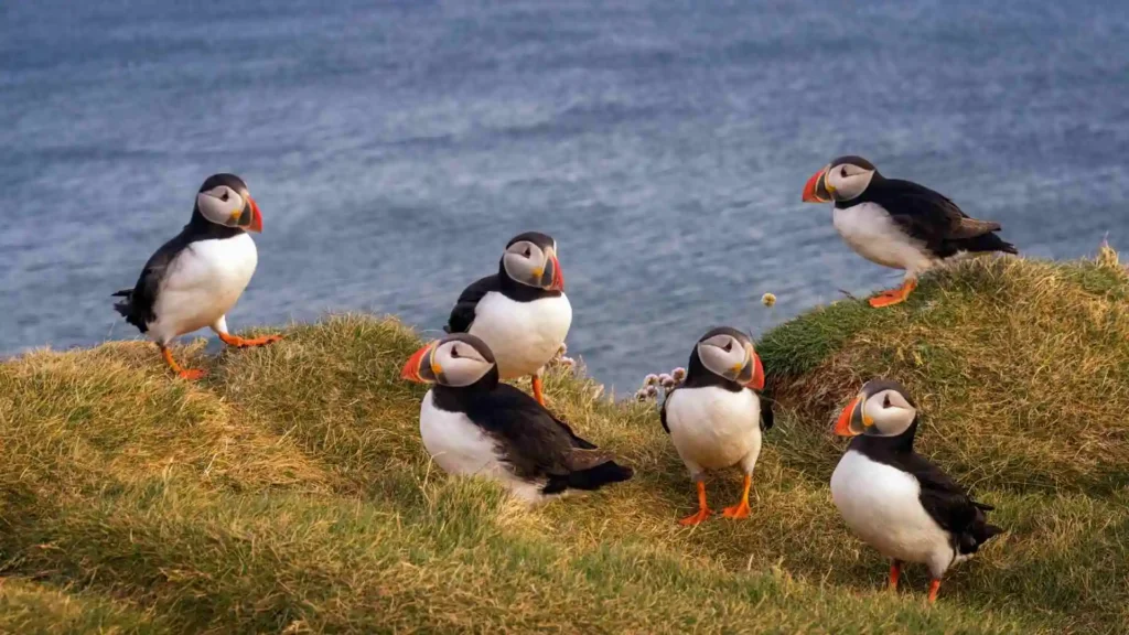 Visiting Skellig Michael: History, Boat Tours & Travel Tips Wildlife and Natural Beauty on the Island