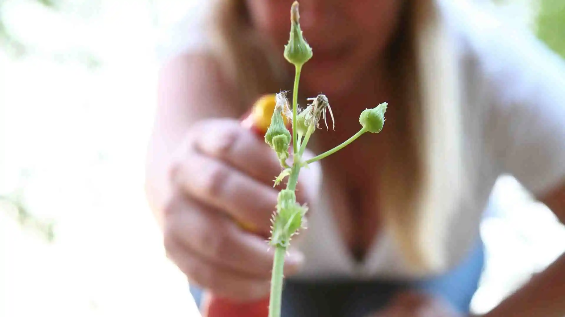 homemade weed killer