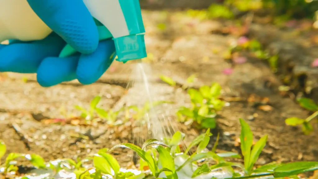 homemade weed killer