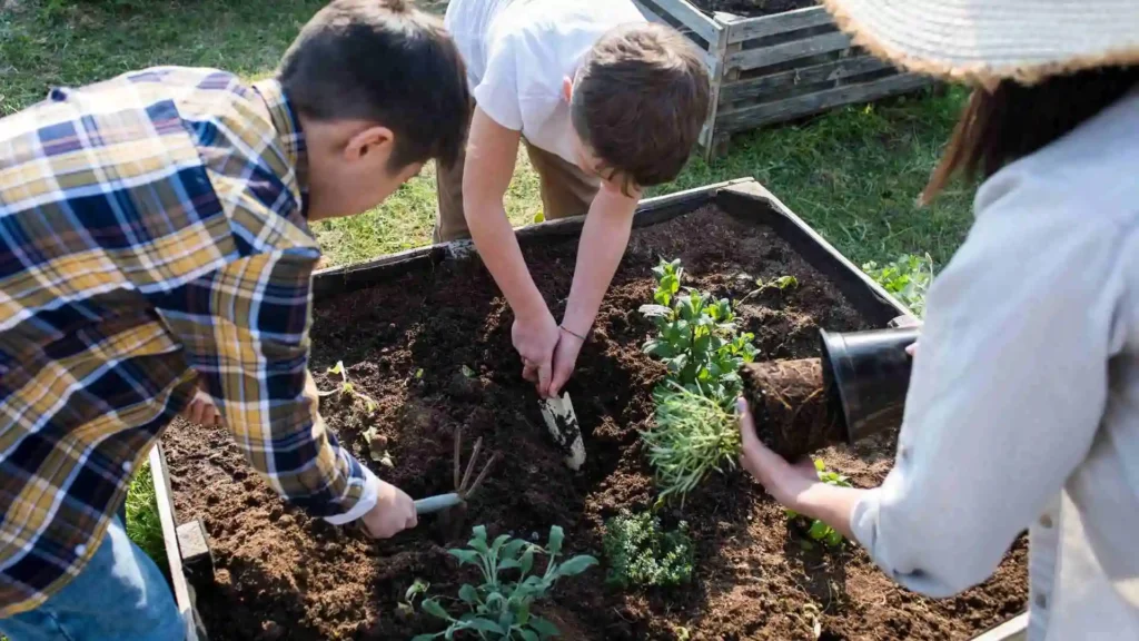 vegetable garden layout