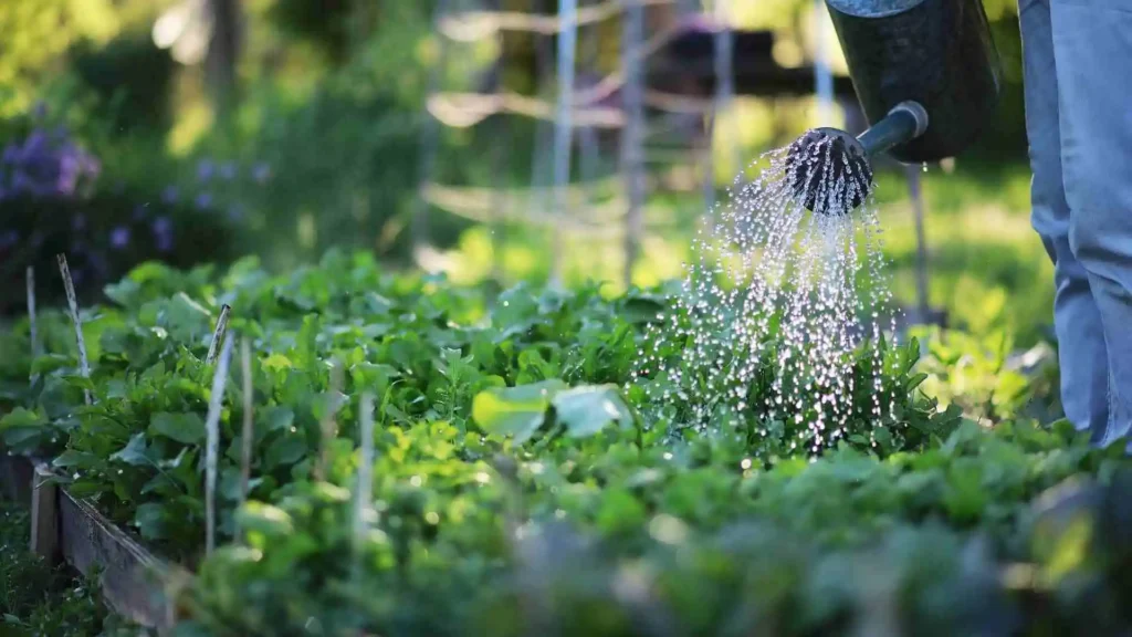 The Ultimate Guide to Vegetable Garden Layout in Ireland Companion Planting & Tools
