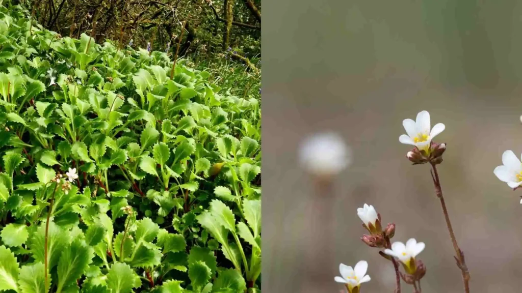 Hiking Coumshingaun Lake: Ireland’s Glacial Gem Trail Wildflowers & Native Plants