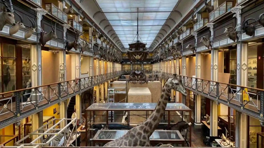 Top 27 Indoor Activities in Dublin You'll Actually Enjoy Museum of Natural History (Dead Zoo)