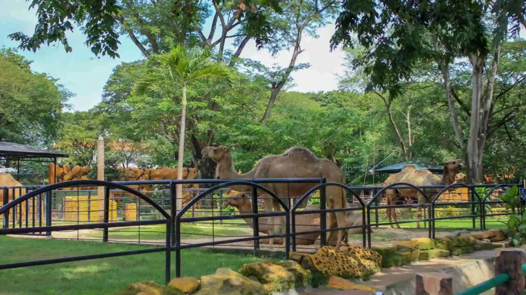 Top 30 Unforgettable Holiday Destinations in Ireland Dublin Zoo & Phoenix Park