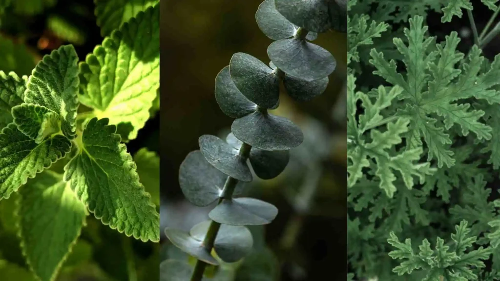 Plants that deter wasps