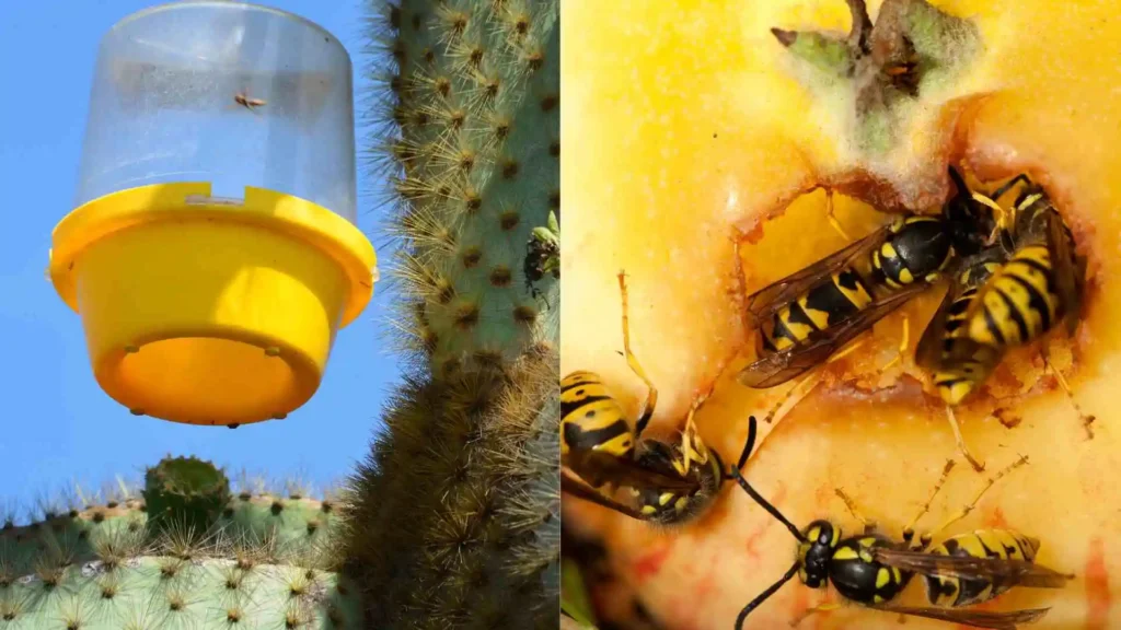 Natural deterrents and DIY wasp traps
