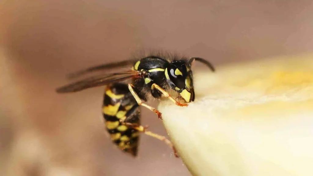 How to Get Rid of Wasps