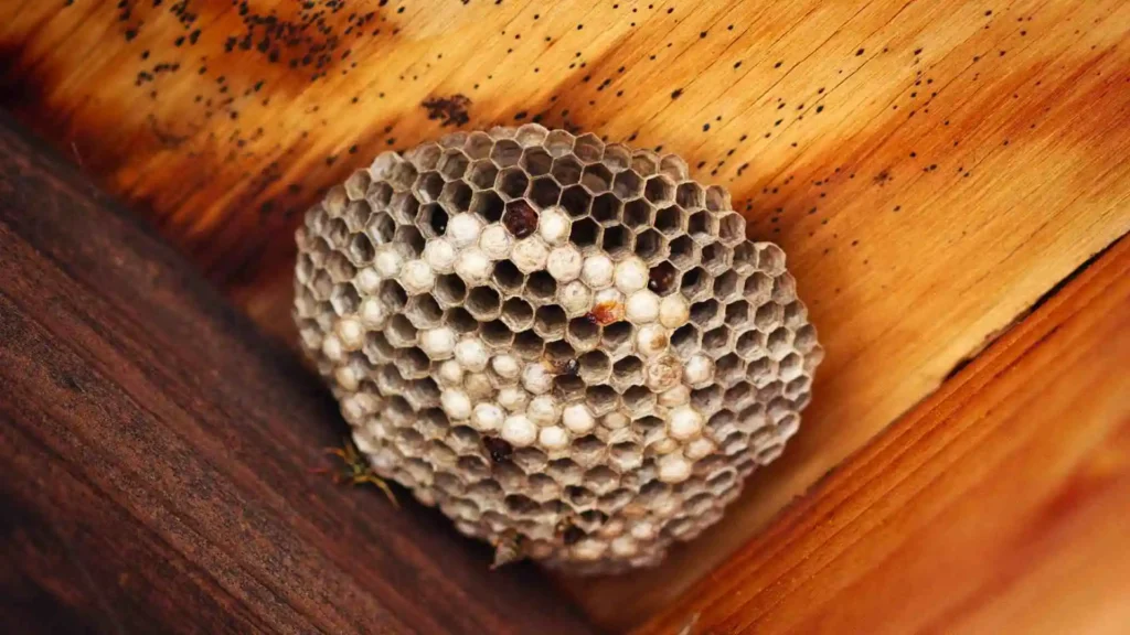 How to get rid of wasps instantly?
