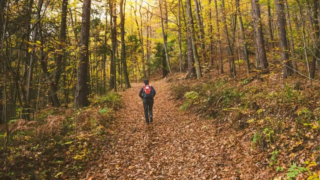 Crone Woods Hiking Guide: Loop Trail, Parking and Route Guide crone woods