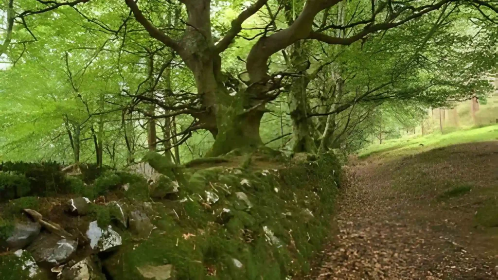 crone woods