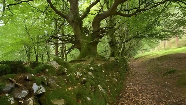 crone woods