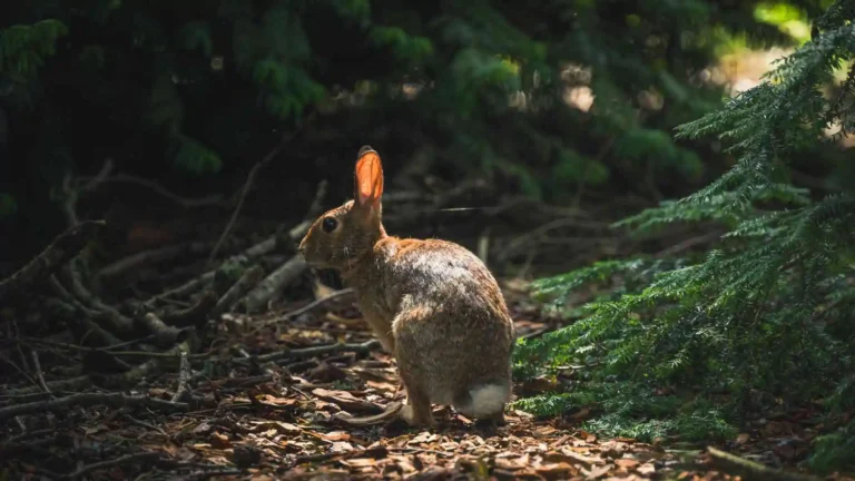 National animal of Ireland