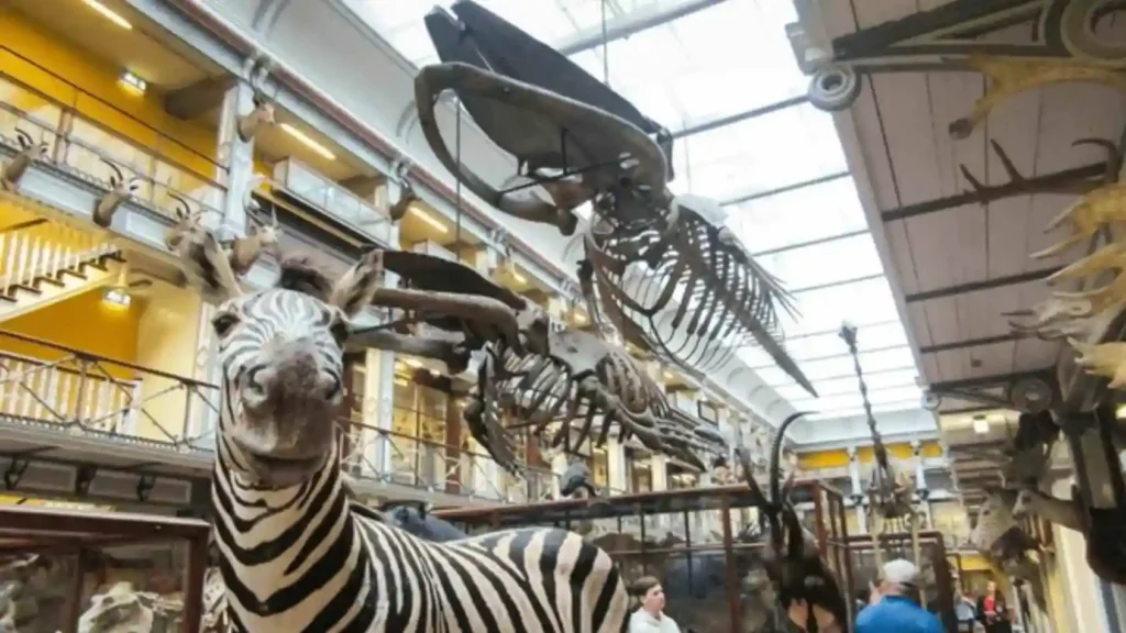 National Museum of Ireland – Natural History (“Dead Zoo”)