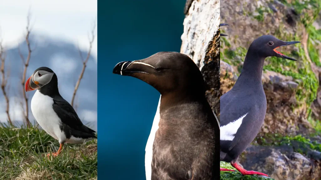 Cliffs of Moher | Where the Harry Potter was filmed Wildlife Galore - Cliffs of Moher