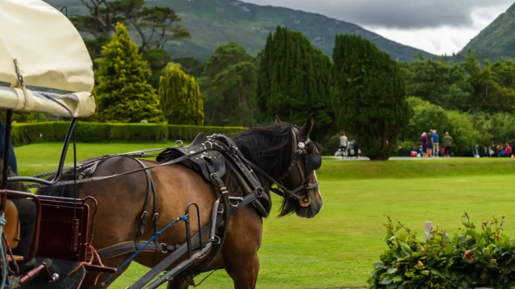Things to do in Killarney with kids | Family Guide Jaunting Car Rides