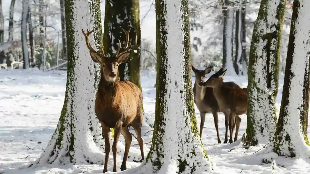 Phoenix Park in January