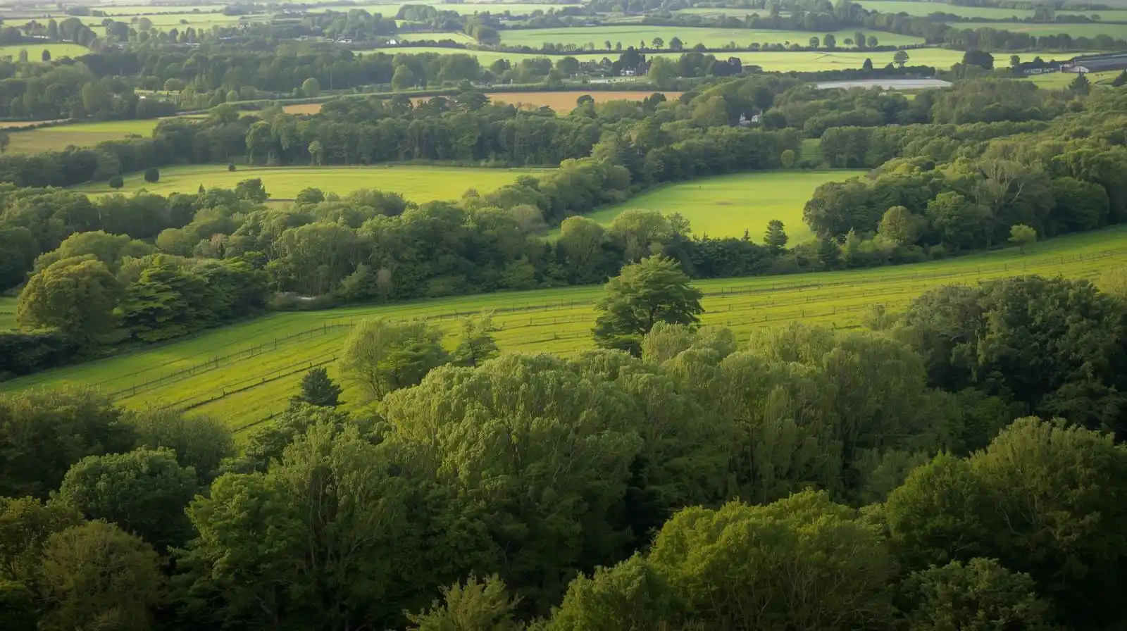 trees in ireland