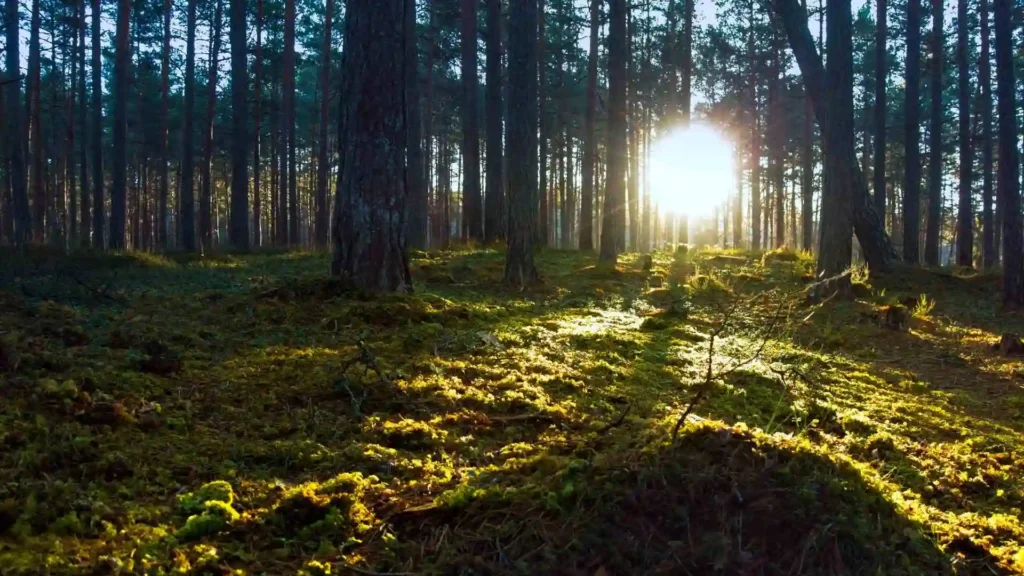 Summer Solstice in Ireland: Meaning, Date & Traditions When Is the Summer Solstice in Ireland?