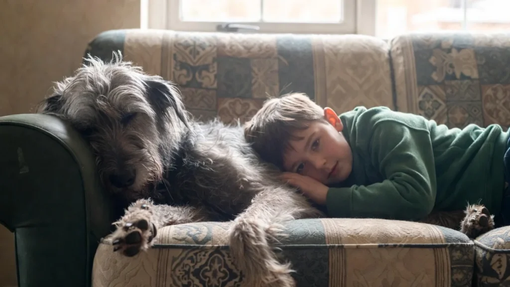 Irish Wolfhound in Ireland, Size, Temperament, History and Care Guide The Gentle Temperament of These Giant Hounds