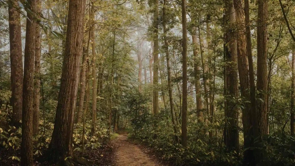 Best things to do in Sligo | Top picks you’ll love to explore Hazelwood Forest