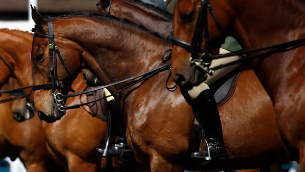 Western Horse Shows and Barrel Racing