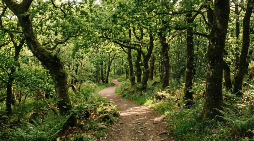 Ards Forest Park Donegal Guide to Trails, Walks and Beaches What Is Ards Forest Park?