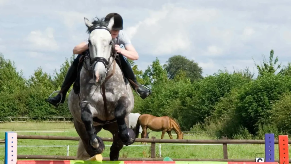 Flavours of Fingal 2026: Complete Guide to Ireland’s Biggest Family Festival Joe Duffy Group Equestrian Events