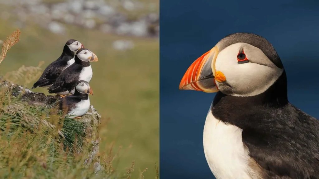 Saltee Islands | What it’s really like to stand among thousands of puffins Some quick need-to-knows about the Saltee Island