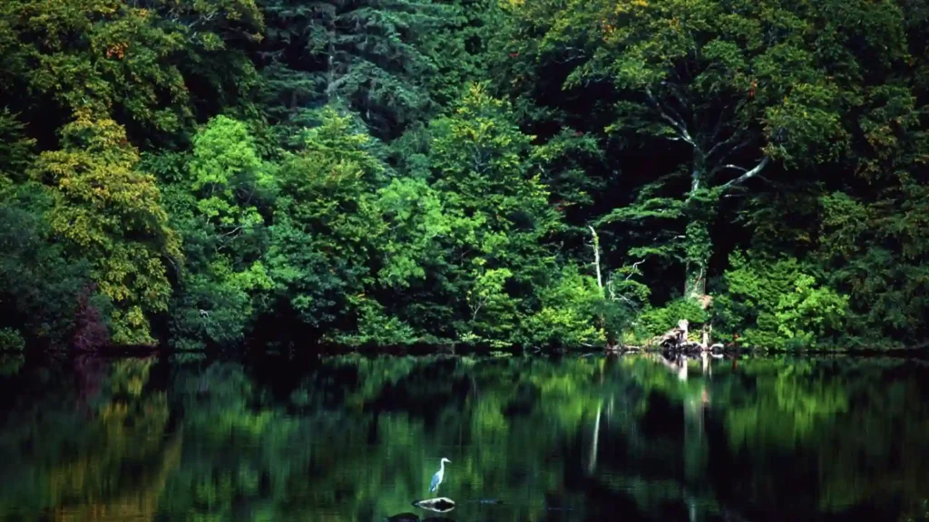 Ardnamona Woods, Lough Eske
