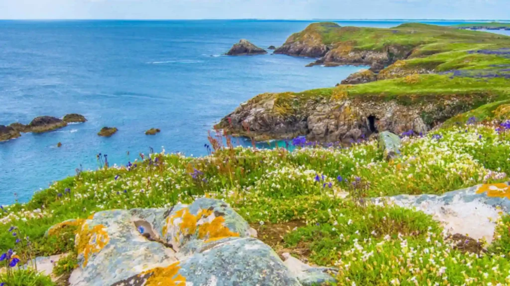 Saltee Islands | What it’s really like to stand among thousands of puffins Flora and Fauna