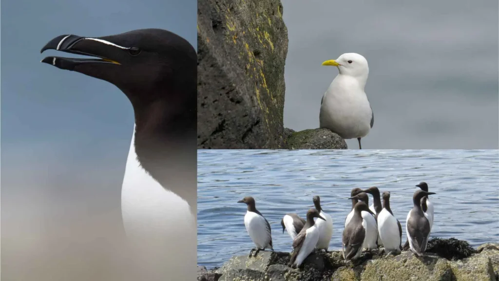 Saltee Islands | What it’s really like to stand among thousands of puffins 2. And keep an eye out for birds, seals and shipwrecksÂ