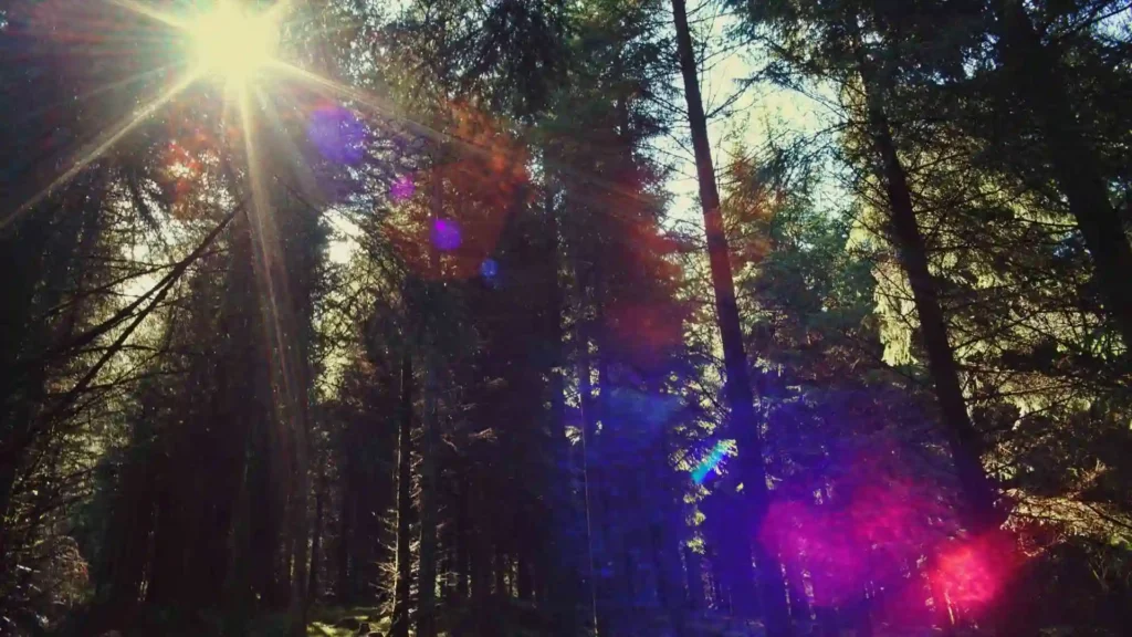 Through the pine forest and along the river