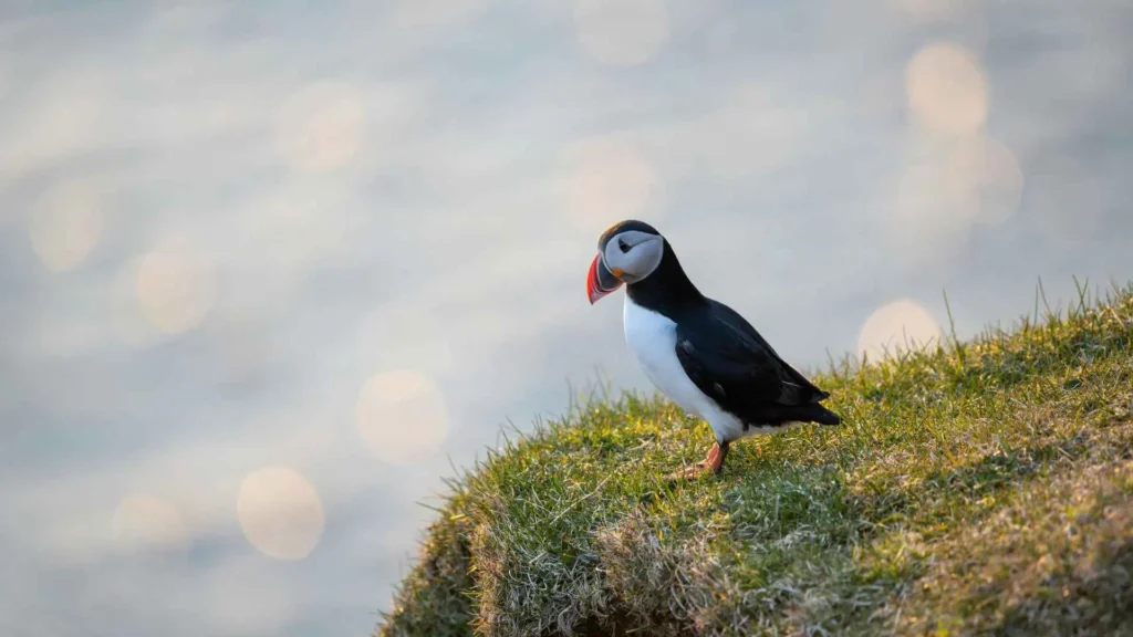 Saltee Islands (The Puffin Seasonality Gap)