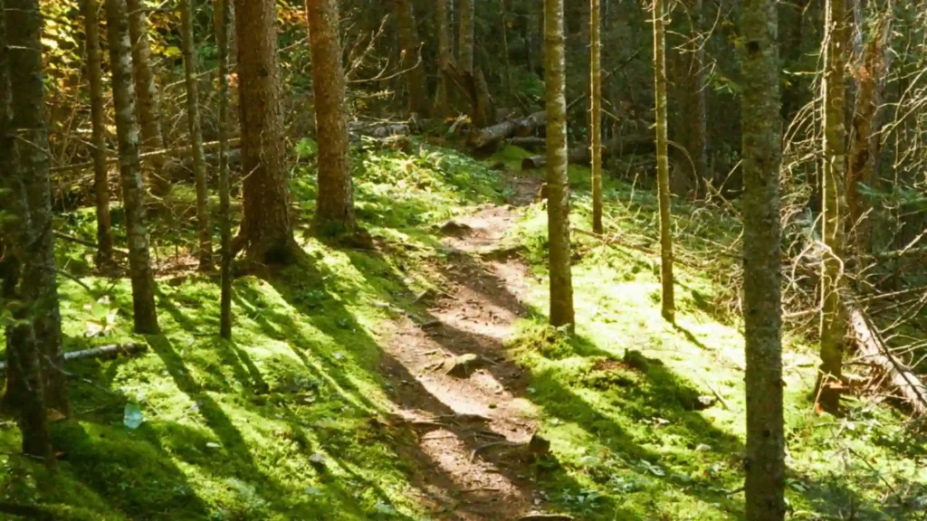 The Benbulben Forest Walk